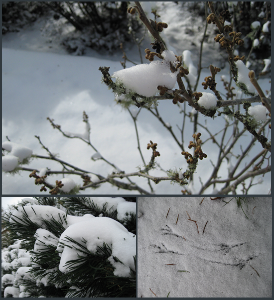 snow snow