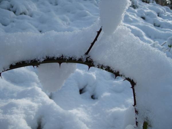 snow snow