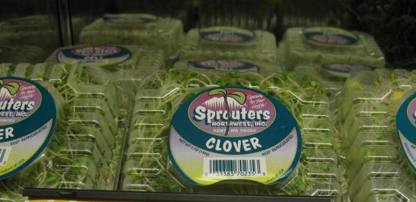 clover sprouts