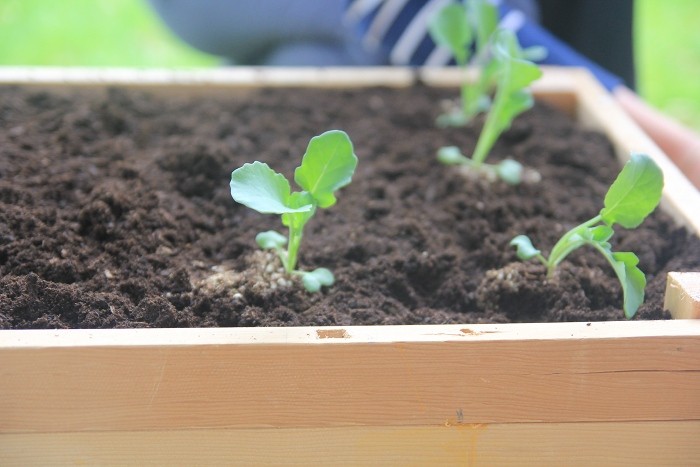 planting seeds planting seeds