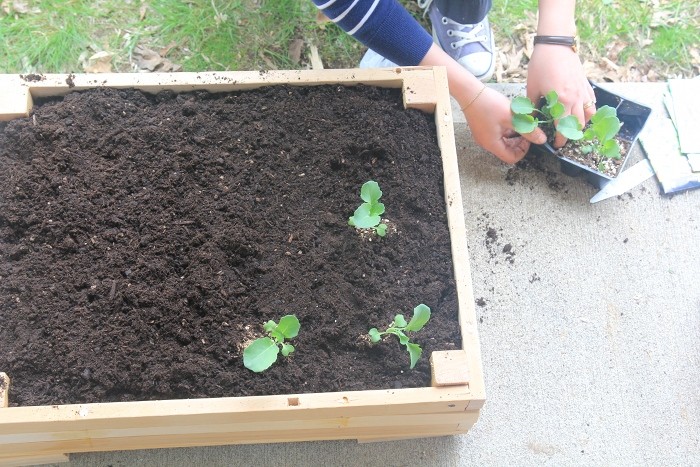 planting seeds planting seeds
