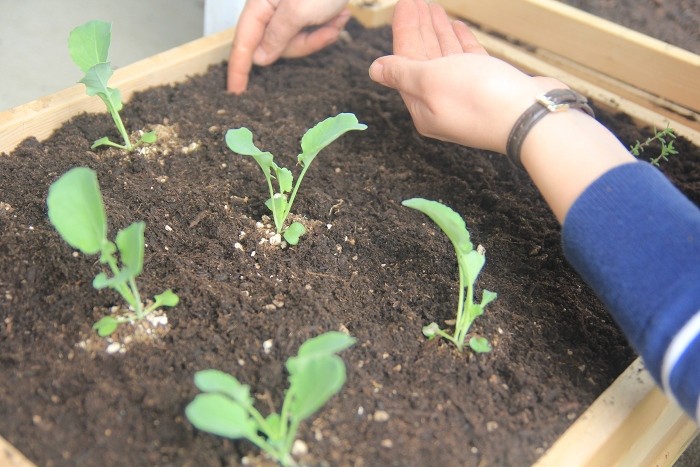 planting seeds planting seeds