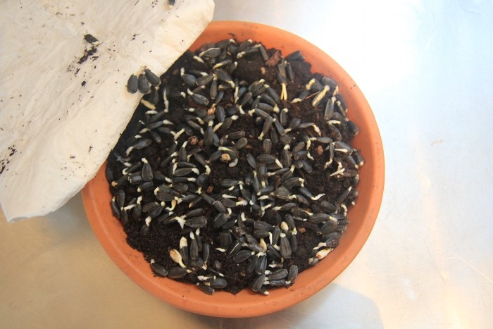 sprouting sunflower seeds sprouting sunflower seeds