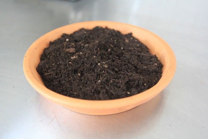 sprouting sunflower seeds sprouting sunflower seeds