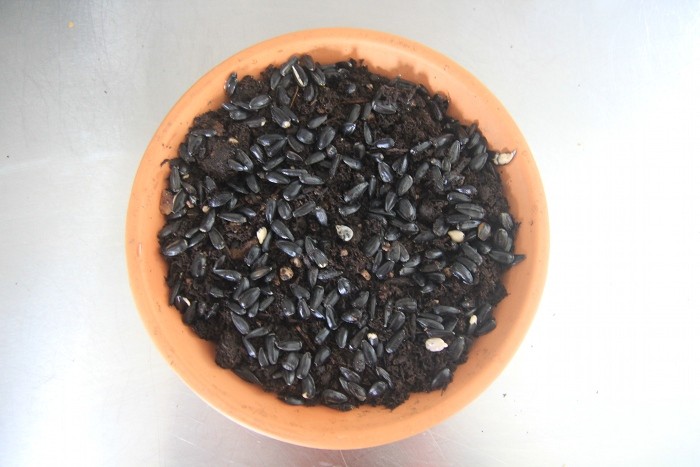 sprouting sunflower seeds sprouting sunflower seeds