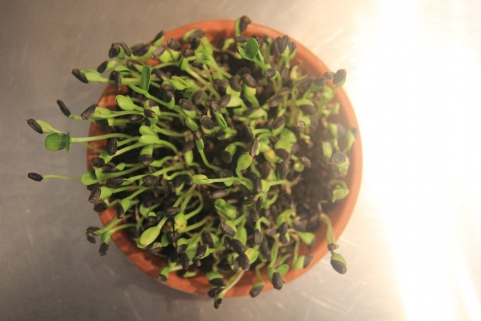 sprouts sprouts