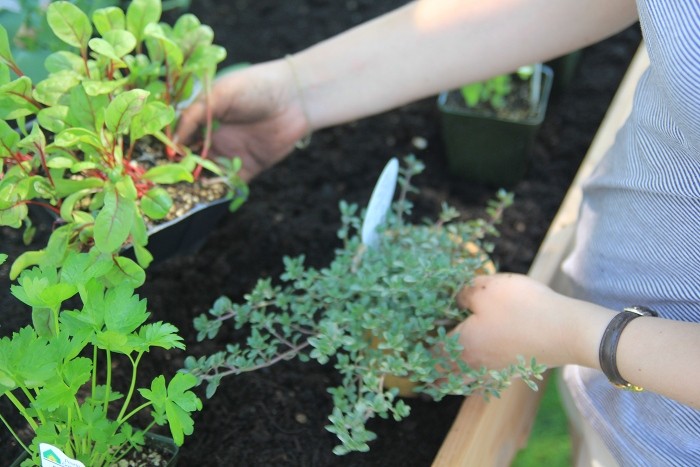 elevated raised gardening bed elevated raised gardening bed