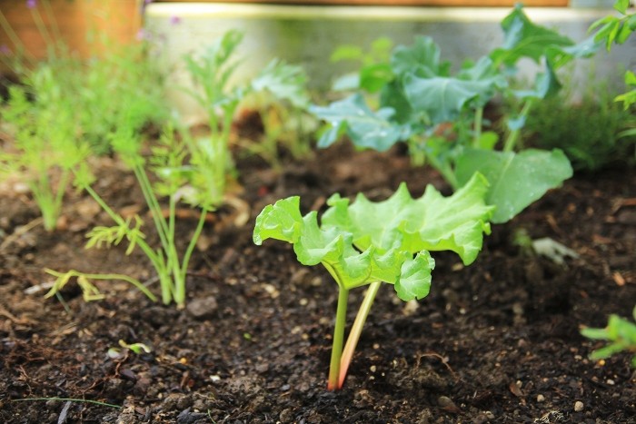 gardening progress gardening progress