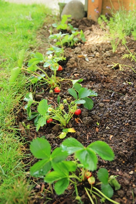 gardening progress gardening progress