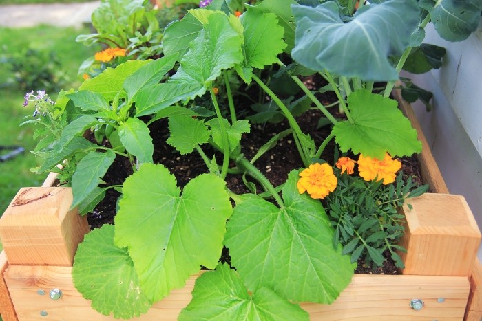 gardening progress gardening progress