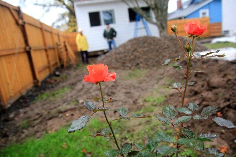 rose in backyard
