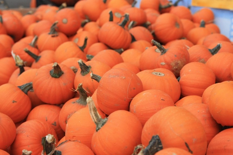 haloween pumpkins