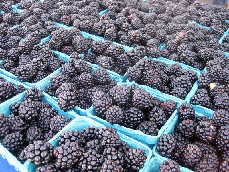 farmers market blackberries