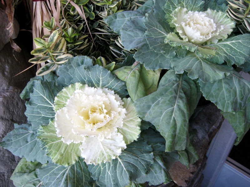 ornamental cabbage