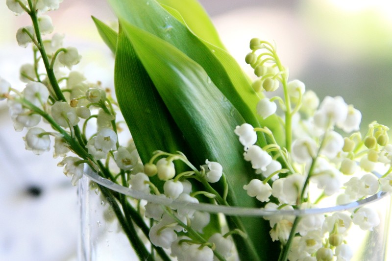 lily of the valley - spring flower