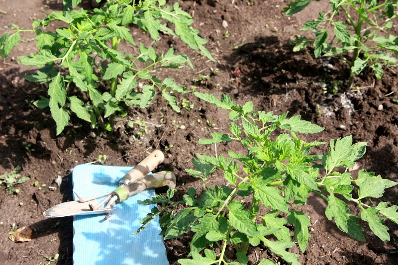 tomato plants from 3rd generation seeds
