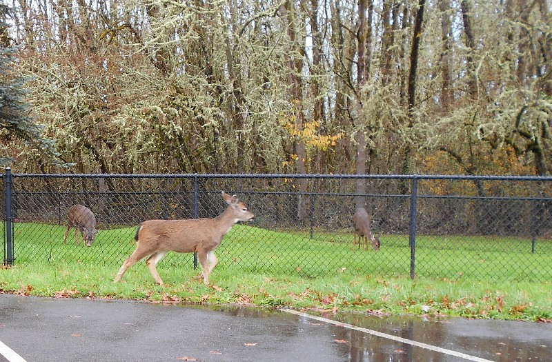 deer on a rainy afternoon