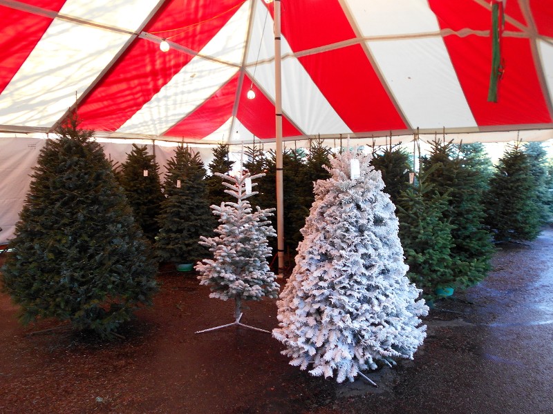 Xmas Trees December 2016 Rosie's Picture of the Day Photography