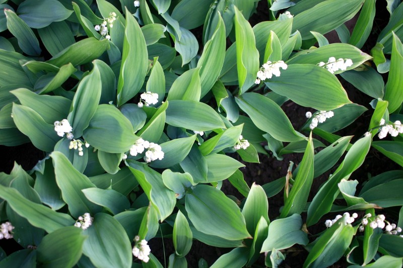 Lilies of the Valley May 2017 Rosie's Picture of the Day Photography